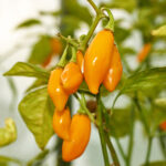 Santa Lucia Yellow Seasoning sehr milde Habanero von der Antilleninsel St. Lucia