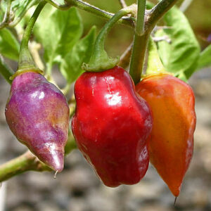 Scarlet Lantern Peru scharfe wunderschöne Capsicum