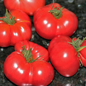 Schlesische Himbeere himbeerrote Fleischtomate aus Schlesien sehr aromatisch und sehr saftig