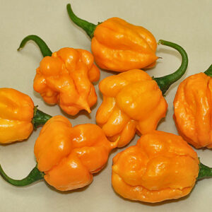 Scotch Bonnet MOA sehr beliebte und scharfe Scotch Bonnet Chili aus Jamaika fruchtiges Aroma