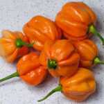 Scotch Bonnet Freeport Strain sehr scharfe Capsicum chinense aus Freeport auf den Bahamas fruchtiges Aroma