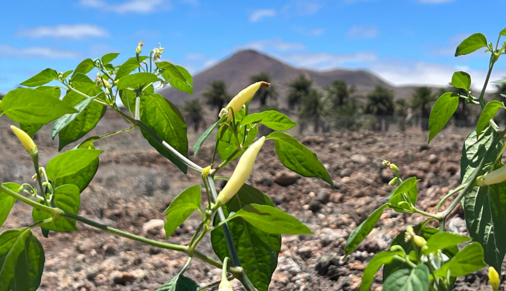 Semillas.de Produktion auf Lanzarote