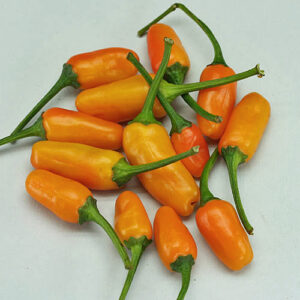 Short Yellow Tabasco keine Tabasco sondern Capsicum annuum mit scharfen Schoten gut geeignet zum Trocknen