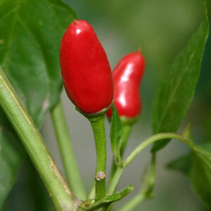 Sibirischer Hauspaprika unempfindliche und nahezu mittelscharfe Capsicum annuum gut geeignet für Fensterkultur