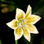 Blüte Sili-a-Top scharfe Capsicum baccatum von den Phillipinen fruchtige Zitrusnoten gut geeignet zur Verfeinerung von Chicken und Fisch