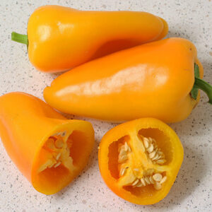 Snack Pepper Yellow hervorragende süße saftige Capsicum annuum ohne Schärfe ideal für Salate, zum Snacken oder Füllen