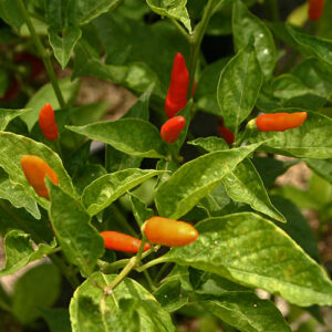 Tabasco weltberühmte Capsicum frutescens aus welcher Tabascosoße hergestellt wird mittelscharfe fruchtige Schoten