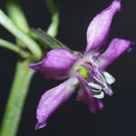 Blüte Tazmanian Black mittelscharfe Capsicum annuum rauchiges Aroma ideal zur Herstellung von Chilipulver