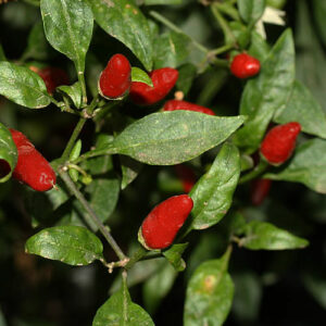 Thai Dragon mittelscharfe Thai Chili Capsicum annuum ideal für thailändische Currys