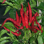 Thai Red Hot sehr ertragreiche scharfe thailändische Capsicum annuum Chili 