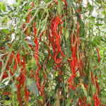 Thunder Mountain Longhorn leicht bis mittelscharfe Capsicum annuum aus der Provinz Guizhou in China sehr produktiv lange dünne rote Schoten gut geeignet zum Trocknen