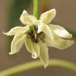 Blüte Thunder Mountain Longhorn leicht bis mittelscharfe Capsicum annuum aus der Provinz Guizhou in China sehr produktiv lange dünne rote Schoten gut geeignet zum Trocknen