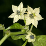 Blüte Trinidad Perfume sehr aromatische süße Capsicum chinense mit milder Schärfe