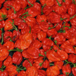 Trinidad Scorpion Butch T von Butch Taylor enwickelte superscharfe 