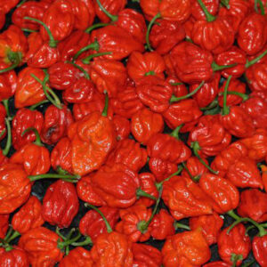 Trinidad Scorpion Butch T von Butch Taylor enwickelte superscharfe Capsicum chinense ehemaliger Weltrekordhalter in Schärfe