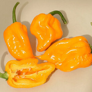 Trinidad Scorpion Butch T Yellow gelbe Farbmutante des ehemaligen Weltrekordhalters superhot fruchtig