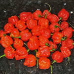 Trinidad Scorpion Moruga Red Weltrekordhalter in Schärfe aus dem Jahr 2012 mit über 2 Millionen Scoville 