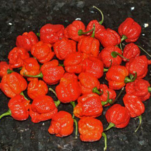 Trinidad Scorpion Moruga Red Weltrekordhalter in Schärfe aus dem Jahr 2012 mit über 2 Millionen Scoville