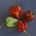 Trinidad Scorpion Moruga Caramel hellbraune superscharfe Capsicum chinense