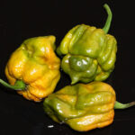 Trinidad Scorpion Moruga Green superscharfe Capsicum chinense knackige saftige gelb-grüne Schoten