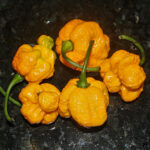 Trinidad Scorpion Moruga Yellow superscharfe gelbe Variante des ehemaligen Weltrekordhalters in Schärfe große gelbe knubbelige Schoten