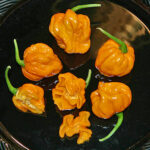 Trinidad Scorpion Orange gelb-orange farbige Variante der Trinidad Scorpion sehr scharfe hoch aromatische Früchte