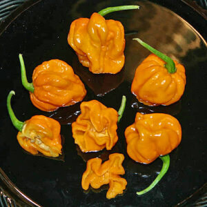 Trinidad Scorpion Orange