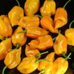 Trinidad Scorpion Yellow CARDI vom Caribbean Agricultural Research and Development Institute entwickelte gelb-goldene Superhot