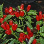 Turkisch Flower Biber Blumenstraußchili ertragreiche Capsicum annuum essbare mittelscharfe Zierchili aus der Türkei