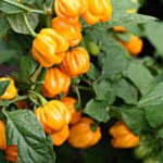 Westindian Yellow Habanero scharfe gelbe Habanero vom Typ Scotch Bonnet aus der Karibik fruchtiges Aroma ideal für Salsas und Chutneys