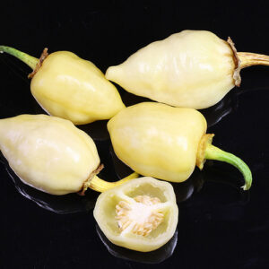 White Bubblegum weiße 7pot Hybride Capsicum chinense sehr aromatisch mit Zitrusnote