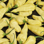 White Naga sehr scharfer hellgelber Phänotyp des Naga Morich 