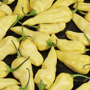 White Naga sehr scharfer hellgelber Phänotyp des Naga Morich