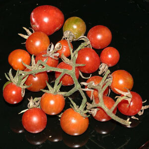 Wildtomate La Palma sehr robuste wilde Cherrytomate von der gleichnamigen Kanarischen Insel hoch aromatisch und süß