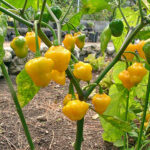 Yellow Bumpy sehr schöne mittelscharfe zitronengelbe Capsicum chinense laternenförmige Schoten eignen sich gut für Salsa