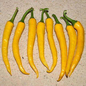 Yellow Cayenne Klassiker aus Französisch-Guayana in Südamerika gelbe Variante der sehr berühmten roten Cayenne gut geeignet für Salsas und zum Trocknen