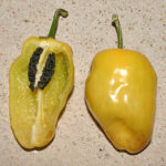 Yellow Rocoto gelbe saftige mittelscharfe Capsicum pubescens gut geeignet für Salsas