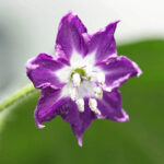 Blüte Yellow Rocoto gelbe saftige mittelscharfe Capsicum pubescens gut geeignet für Salsas