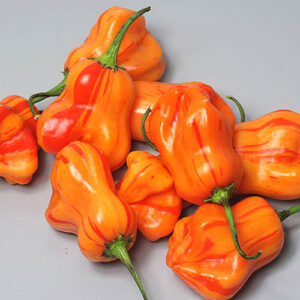 Zébrange wunderschöne hoch aromatische gestreife Capsicum baccatum v. pendulum Kreuzung aus Aji Fantasy und Christmas Bell Pepper entwickelt von Laurent Minet am Centre Technique Horticole in Gembloux in Belgium