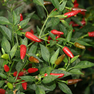 The small, red fruits of this very productive Capsicum annuum develop a sweet and spicy aroma.