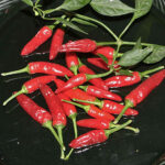 Zimbabwe Bird Pepper extrem scharfe wilde Capsicum annuum aus Afrika gut geeignet zum Trocknen