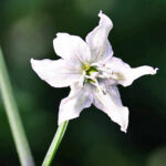 Blüte Zimbabwe Bird Pepper extrem scharfe wilde Capsicum annuum aus Afrika gut geeignet zum Trocknen