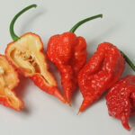 Zing superscharfe Capsicum chinense ähnliche Form aber höhere Erträge als Carolina Reaper