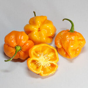 Foodorama Scotch Bonnet Yellow scharfer goldgelber Scotch Bonnet Chili Vermächtnis der 2014 verstorbenen Züchterin Beth Boyd aus Houston in Texas (USA)