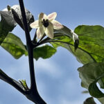 Hallow's Eve Blüte wunderschöne superscharfe Kreuzung aus Bhut Jolokia und Pimenta da Neyde. Schoten reifen von Grün über Schwarz und Violett nach Orange ab und sehen dann wie kleine "Lavabrocken" aus. 