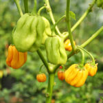 Madame Jeanette auch Surinam Yellow genannt Capsicum chinense aus dem Norden Südamerikas sehr scharf sehr aromatisch