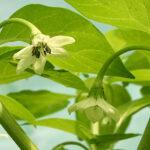 Blüte Madame Jeanette auch Surinam Yellow genannt Capsicum chinense aus dem Norden Südamerikas sehr scharf sehr aromatisch