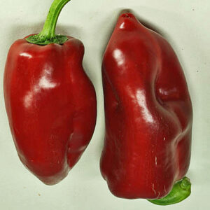 Tolli's Sweet Italian Heirloom from the Tolli family that provides high yields of scarlet red bull horn shaped peppers with a superb crisp sweet flavour